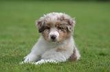 BERGER AUSTRALIEN PUPPIES 827